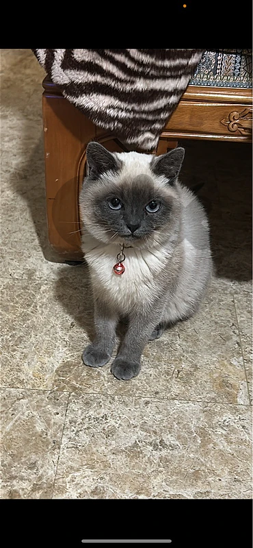 around one year cat