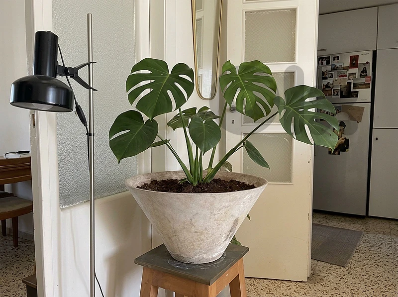 Vintage Eternit Fiber Cement Conical Planter – Willy Guhl Style