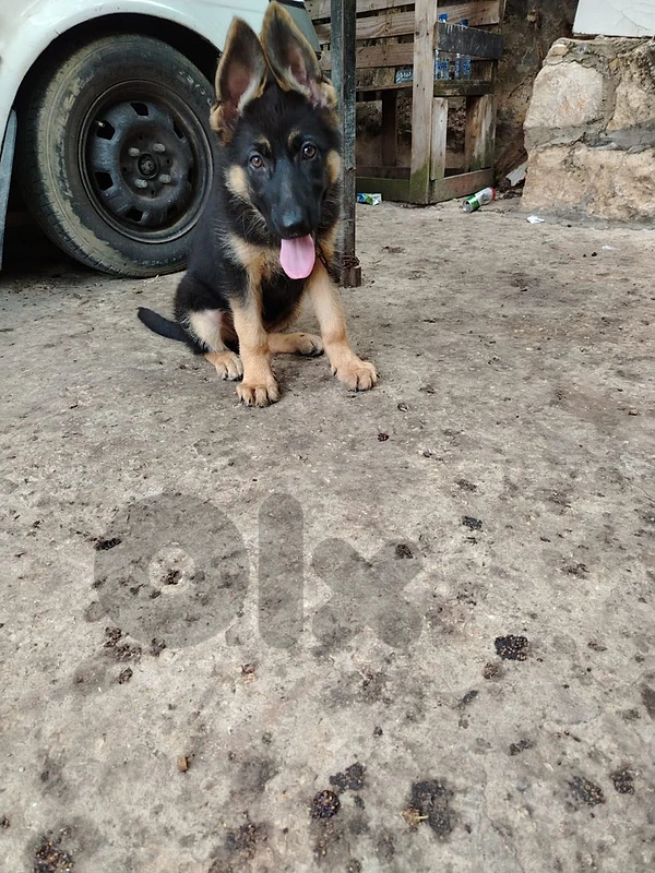 german shepherd