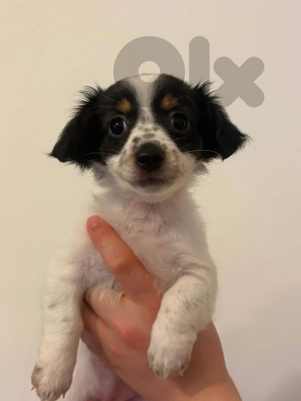 dog for adoption