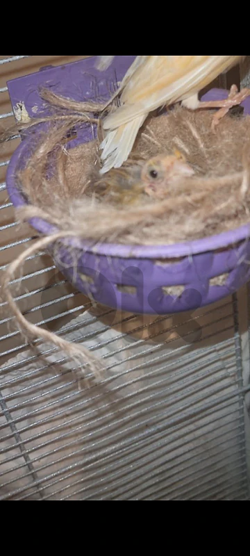 Canary