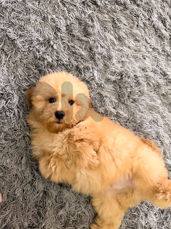 Toy Poodle