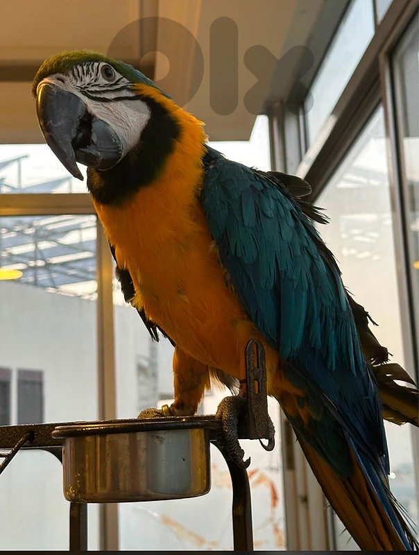 maccaw parrot