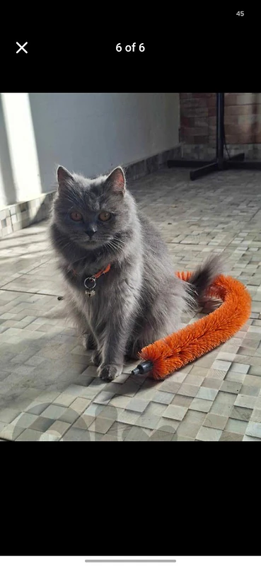 british cat