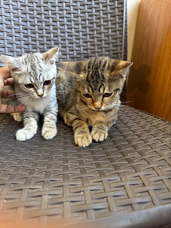 male and female