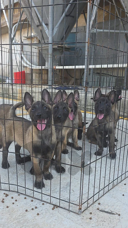 Malinois puppies
