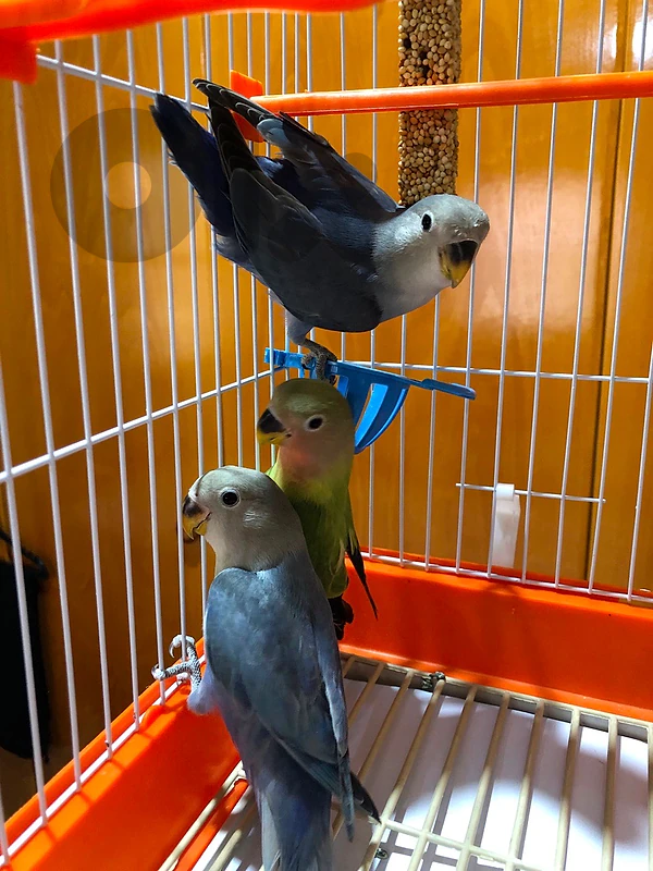 Rose birds