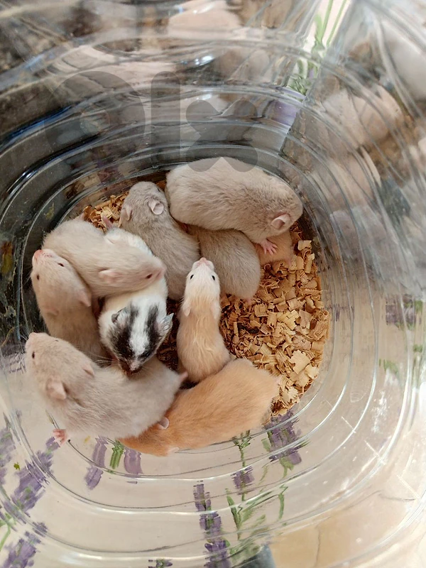 hamsters
