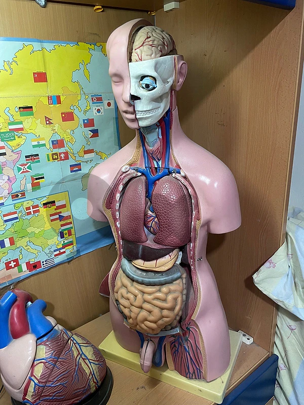 Anatomical model for sale