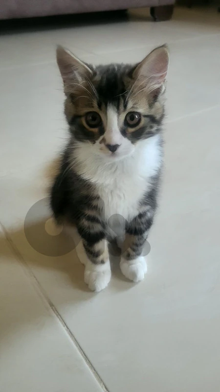 male kitten
