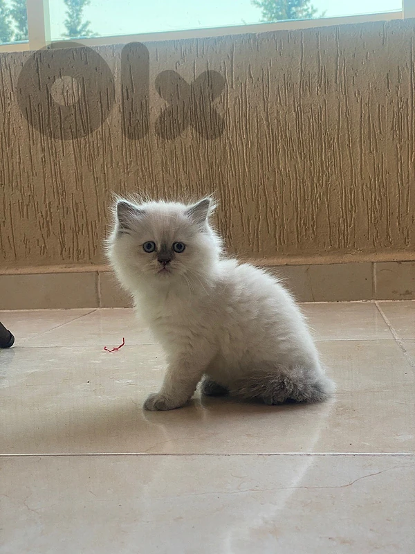 Ragdoll For Sale