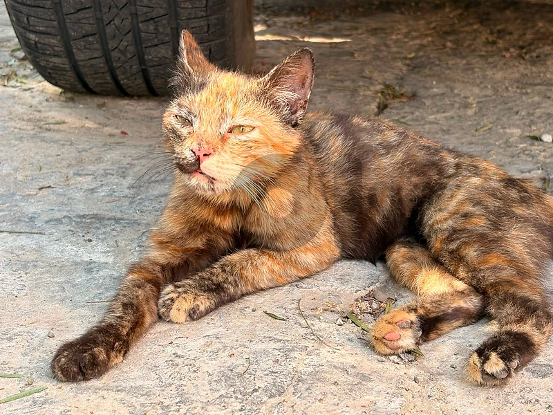 Tortoiseshell 🐾