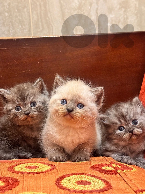 kittens