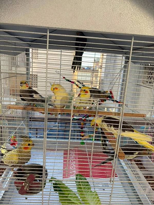 juvenili cockatiels