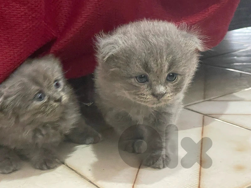 🐾 British Longhair Grey 💙🐾