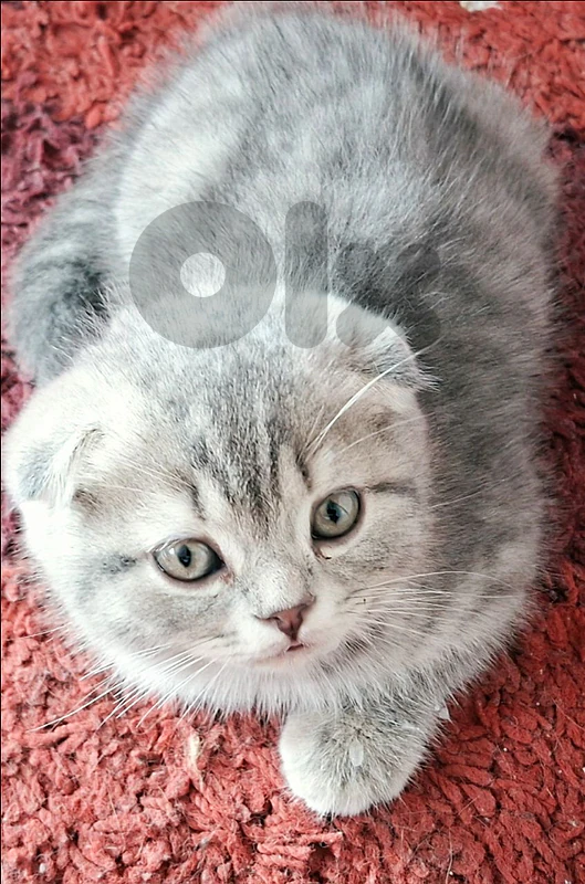 kitten