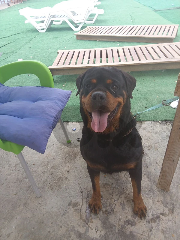 rottweiler