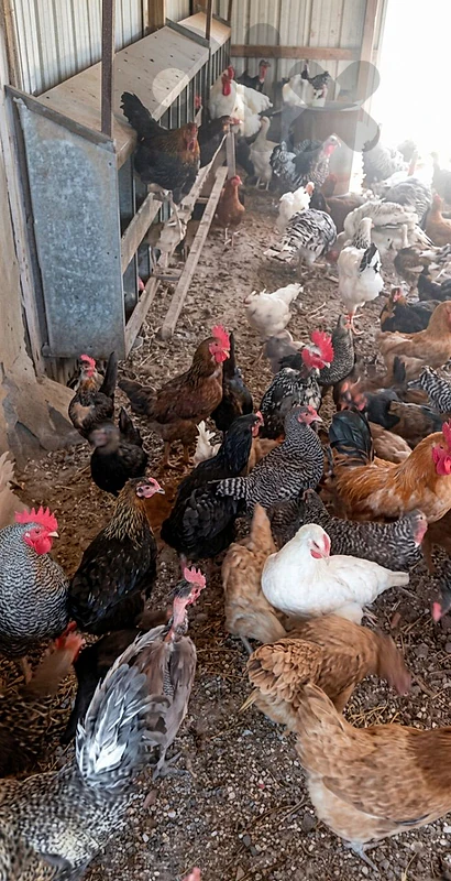دجاج chicken
