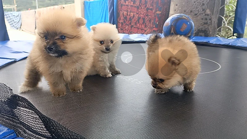pomeranian Spitz  puppies available