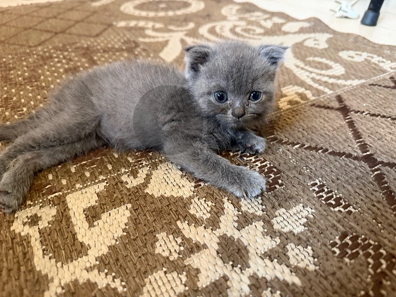 kittens