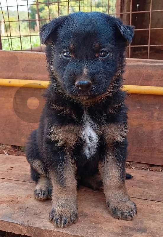German x Malinois Work Line Dark Sable Puppy
