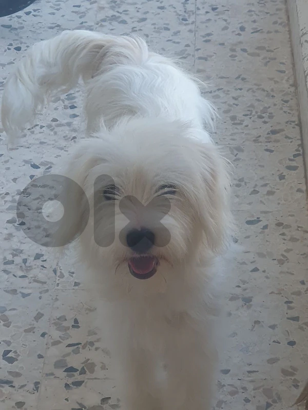 A bishon dog for sale