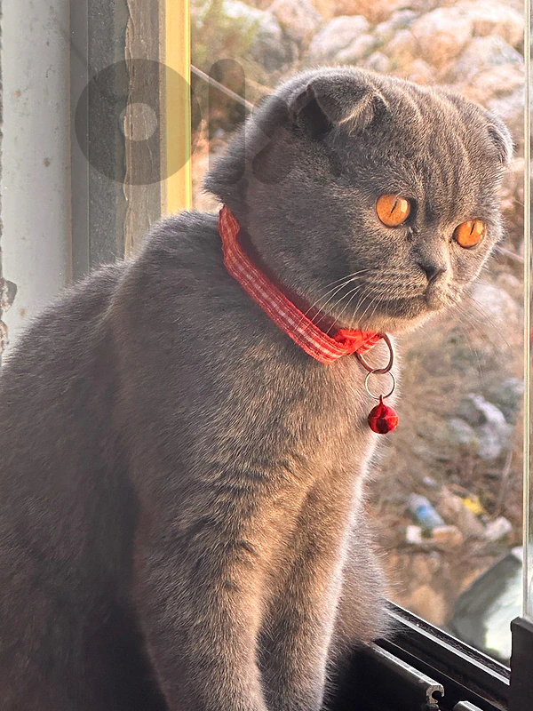 scottish  fold 1 year
