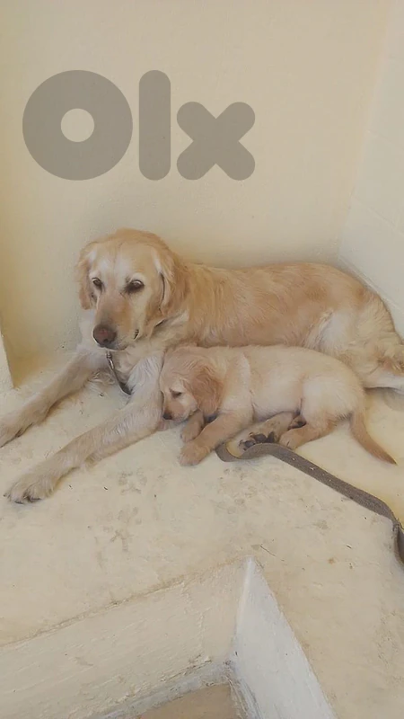 golden retriver puppy