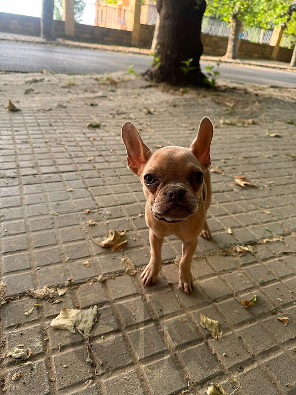 franc bulldog