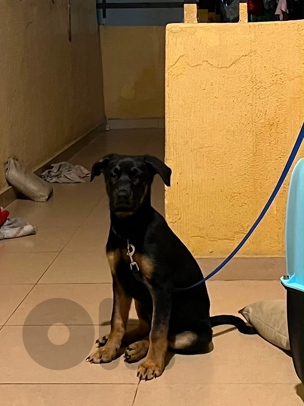Brouna, German Sheperd/Labrador Mix Puppy