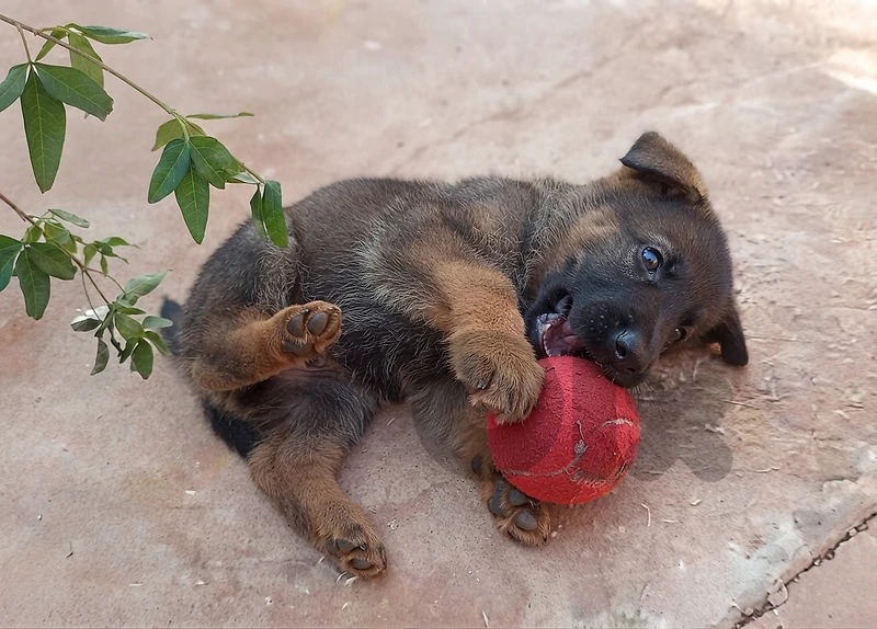 German x Malinois Work Line Sable Puppy