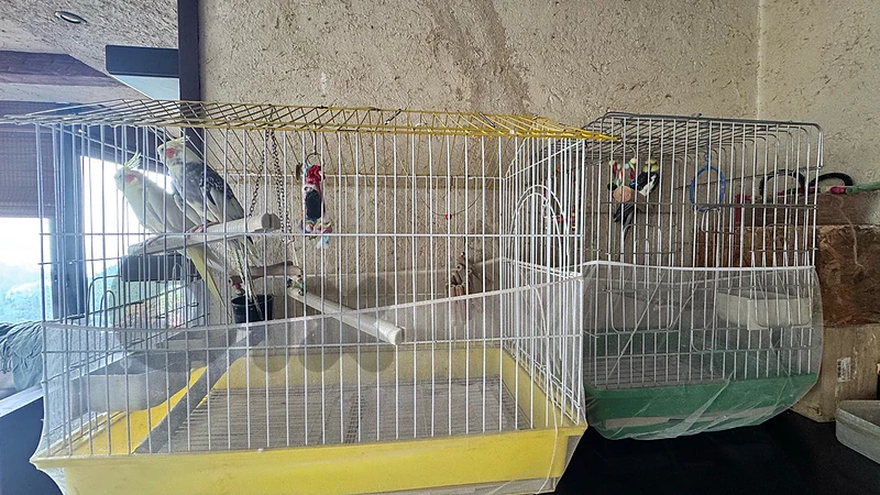 2 female cockatiel with their cage for sale