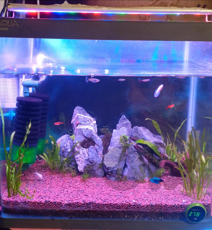 aquarium اكواريوم