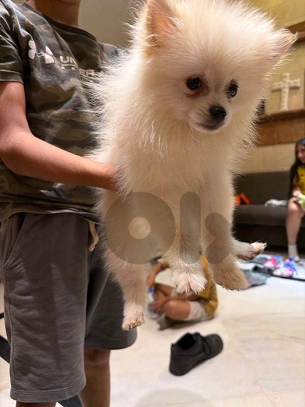 Pomeranian dog