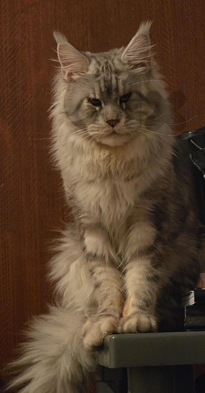 mainecoon ready for mating , ماينكون جاهز للزواج