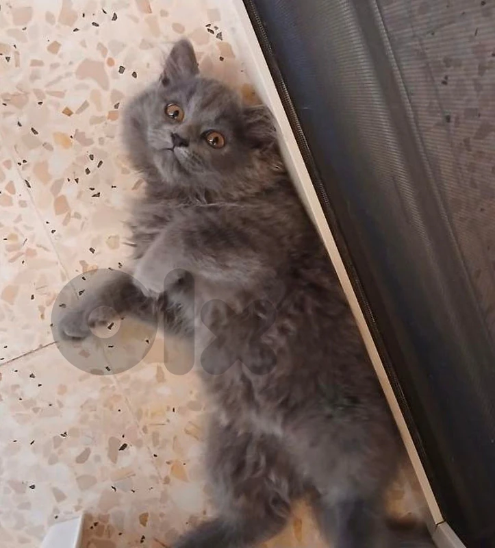 British Longhair Kitten 4 months old