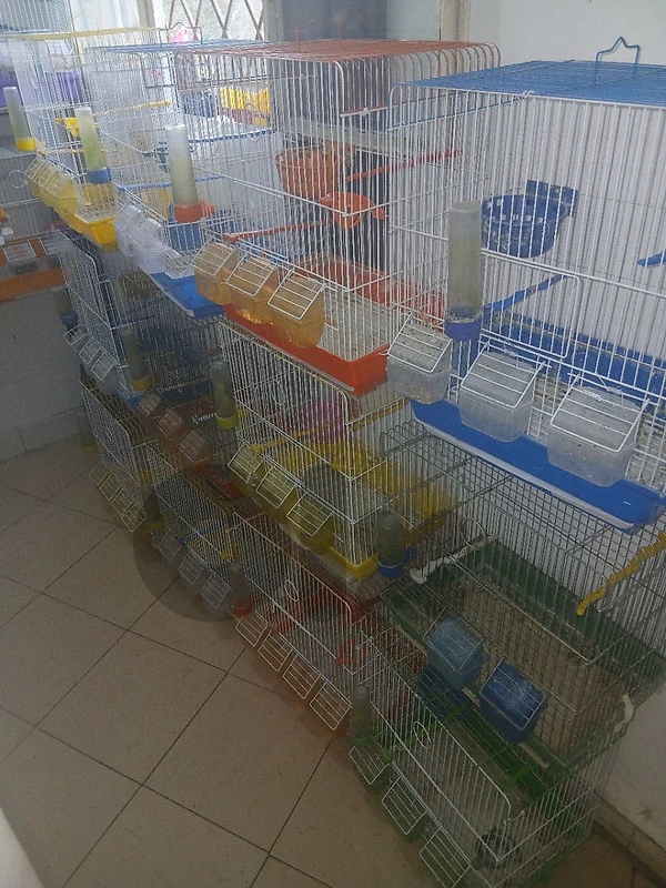 bird cage