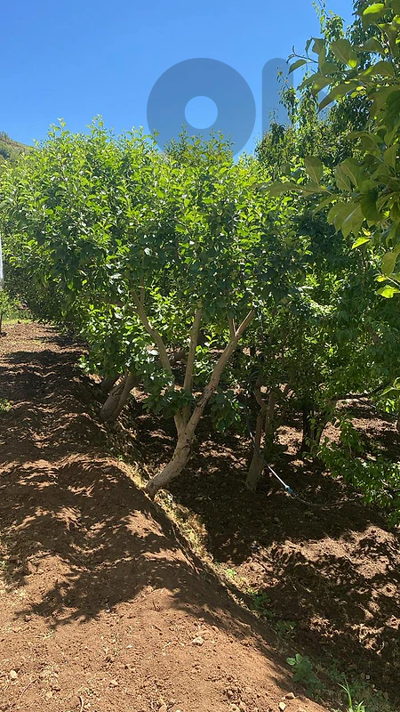 Land for Sale in Tannourine Fawka أرض للبيع في تنورين الفوقا