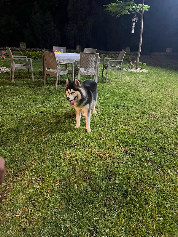 malamute dog