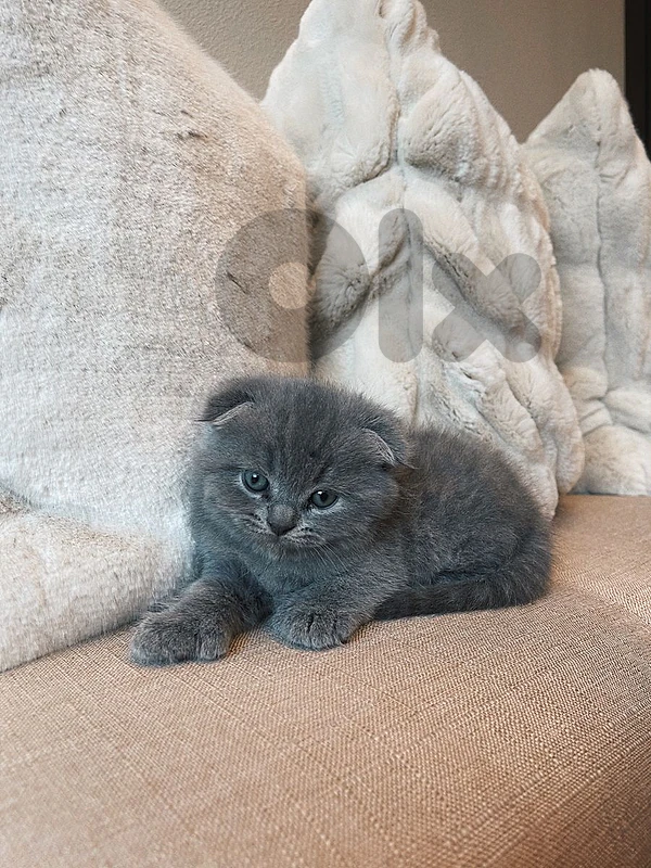 pure Scottish fold and British kittens HIGHEST QUALITY