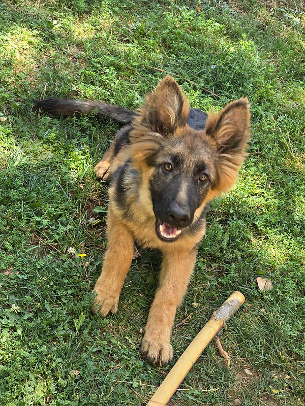 pure german shepherd