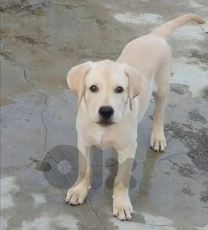 labrador retriever