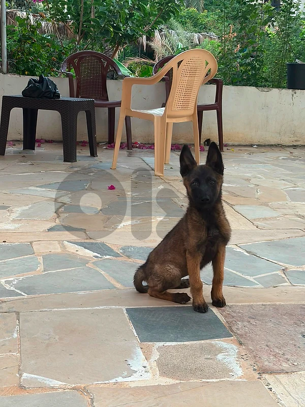 pure malinois