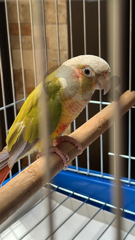 Pineapple Conure