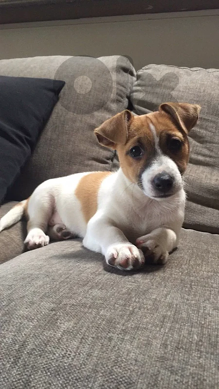 Puppies Jack Russell Terrier - dog كلاب