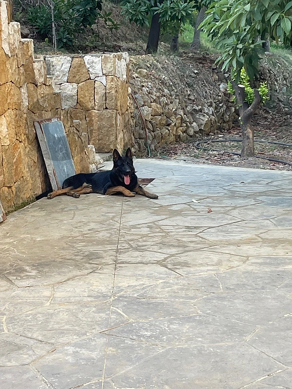 german shepherd dog