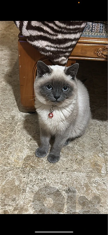 around one year cat