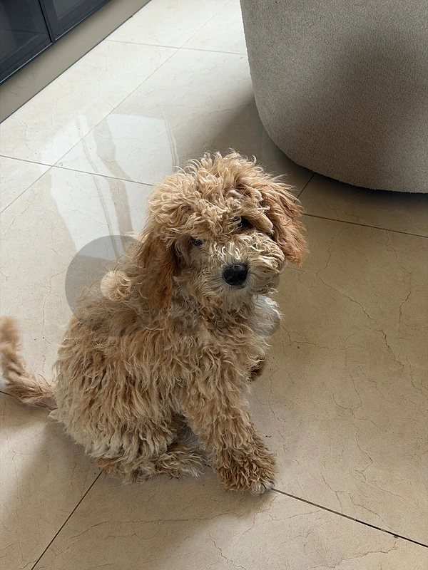 poodle vaccinated