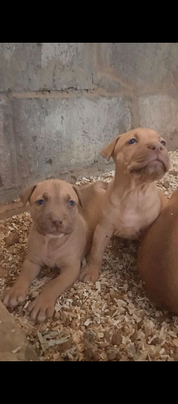 pitbull terrier