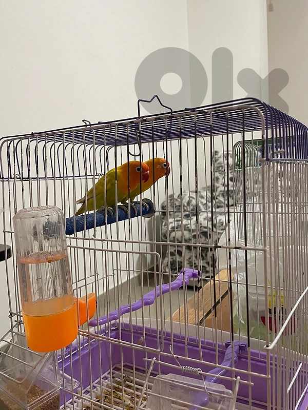 love birds